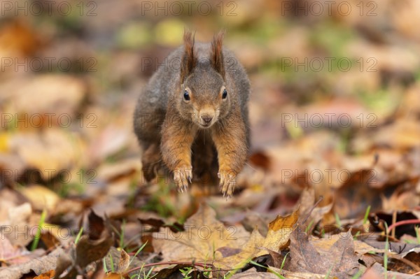 Eurasian red squirrel (Sciurus vulgaris) jumping, wildlife, Germany, Europe