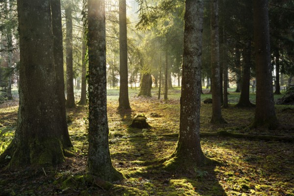 Park landscape or forest landscape in autumn in the morning sun. The sun shines through the trees. Backlight. Isny im Allgäu, Germany, Europe