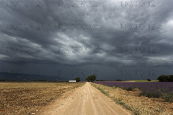 Gravel road through lavender field, flowering true lavender (Lavandula angustifolia), thunderstorm atmosphere, storm clouds, near Puimoisson, Provence, Provence-Alpes-Cote d Azur, South of France, France, Europe