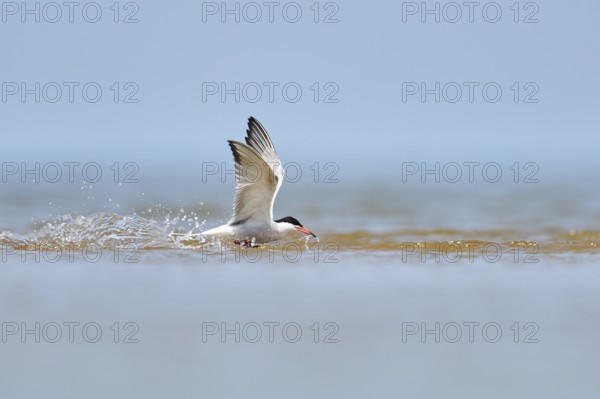 Elegant tern (Thalasseus elegans) flying in the sky above the sea, hunting, ebro delta, Catalonia, Spain, Europe