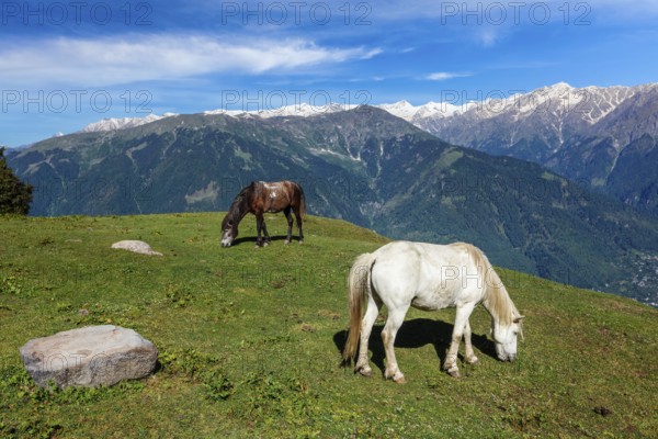 Horses grazing in Himalayas mountains. Near Manali, above Kullu Valley, Himachal Pradesh, India, Asia