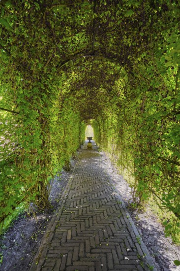 Green berceau arbour trellis overgrown garden path arcade arch way in Keukenhof garden. Lisse, Netherlands