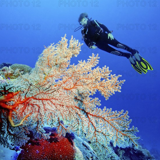 Diver looking at sea fan coral (Melithea ochracea) Sea fan Knotted fan, Indo-Pacific, Bali, Indonesia, Asia