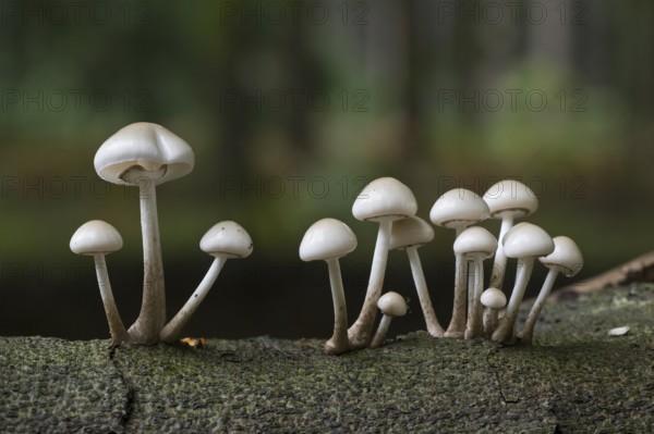 Porcelain fungi (Oudemansiella mucida), Emsland, Lower Saxony, Germany, Europe