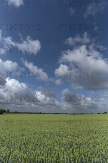 Unripe wheat (Triticum aestivum), cloudy sky, Mecklenburg-Western Pomerania, Germany, Europe