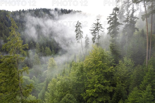 Trees in the mist and rain, Black Forest, Germany, Europe