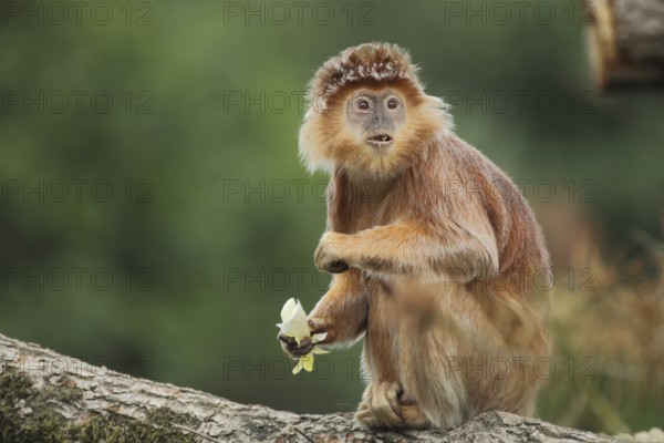 Javan lutung (Trachypithecus auratus), portrait, adult, feeding, food, sitting, gazing, amazement, facial expression, captive