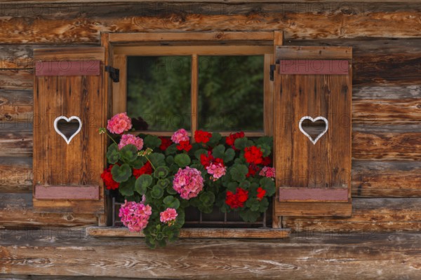 Windows with heart, Vorderlanersbach, Tux valley, Tux, Zillertal Alps, alpine mountain world, wooden house, detail, shutters, flowers, Tyrol, Austria, Europe