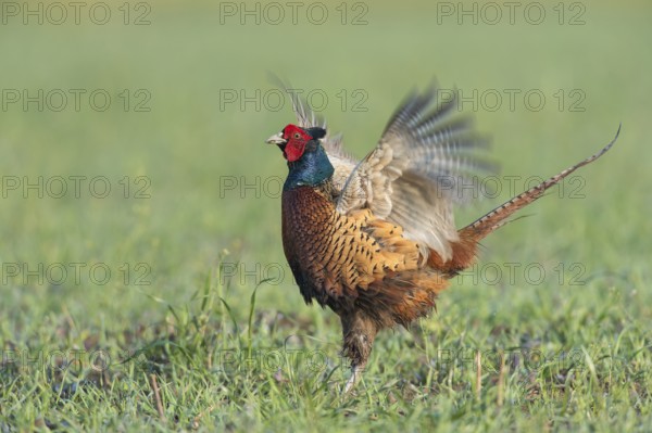 Pheasant (Phasianus colchicus), courtshiping cock, Upper Austria, Austria, Europe