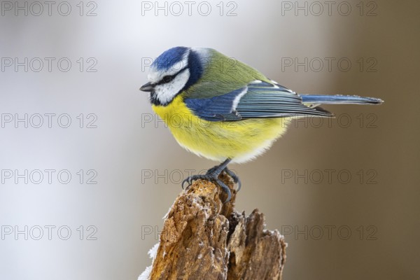 Blue Tit (parus caeeruleus) Germany