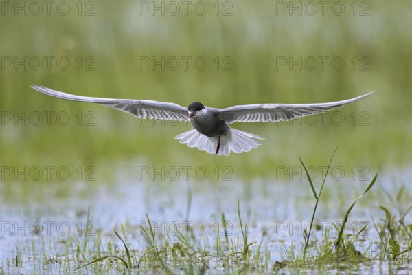 Whiskered tern (Chlidonias hybridus) (Chlidonias hybrida) catching insect in marshland, migratory bird breeding on inland lakes, marshes in Europe