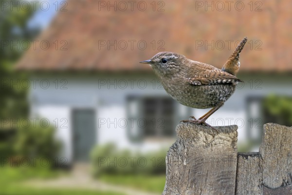 Eurasian wren (Troglodytes troglodytes) (Nannus troglodytes) perched on old weathered wooden garden fence of house in the countryside