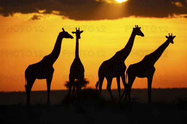 Masai giraffe (Giraffa c. tippelskirchi) Masai Mara Kenya#