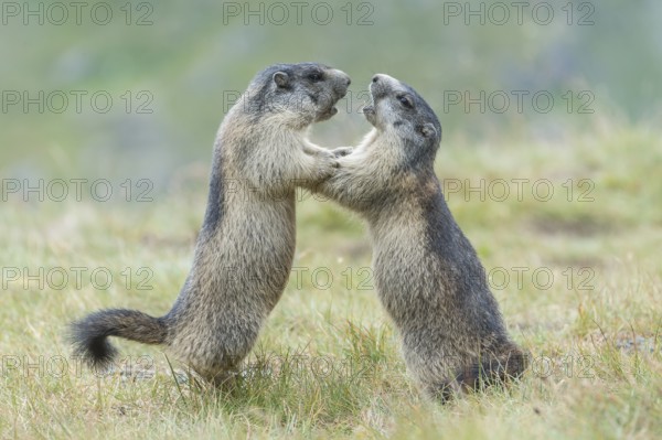 Alpine Marmots (Marmota marmota), cubs, playing, Salzburg State, Austria, Europe