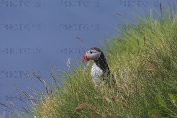 Puffin (Fratercula arctica) sits in the grass on the slope, bird island Runde, Norway, Europe