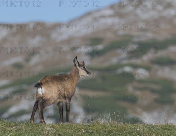 Chamois (Rupicapra rupicapra), fawn stands on the ridge, Hochschwab, Styria, Austria, Europe