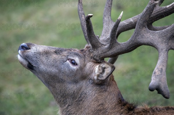 Stag, red deer (Cervus elaphus), captive, Bad Mergentheim Wildlife Park, Baden-Württemberg, Germany, Europe