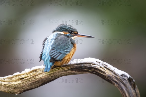 Common kingfisher (Alcedo atthis), Emsland, Lower Saxony, Germany, Europe