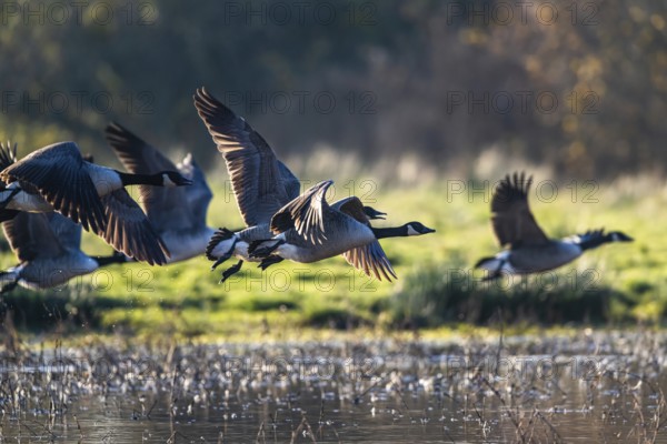 Canada Goose (Branta canadensis) birds in flight over Marshes at winter time