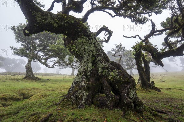Laurel trees overgrown with moss and plants in the mist, old laurel forest (Laurisilva), stinkwood (Ocotea foetens), UNESCO World Heritage Site, Fanal, Madeira, Portugal, Europe