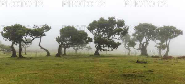 Laurel trees overgrown with moss and plants in the mist, old laurel forest (Laurisilva), stinkwood (Ocotea foetens), UNESCO World Heritage Site, Fanal, Madeira, Portugal, Europe