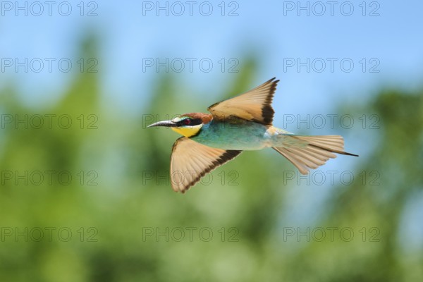 European bee-eaters (Merops apiaster) flying, Spain, Europe