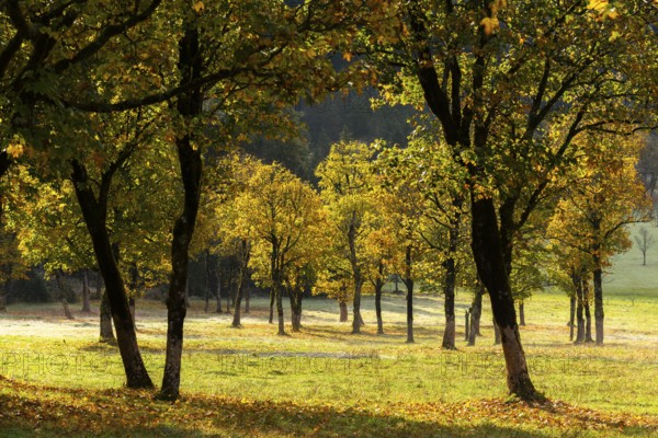 Engtal valley, large maple in the morning dew, sycamore maple (Acer pseudoplatanus) in glorious autumn colours, group of trees against the light