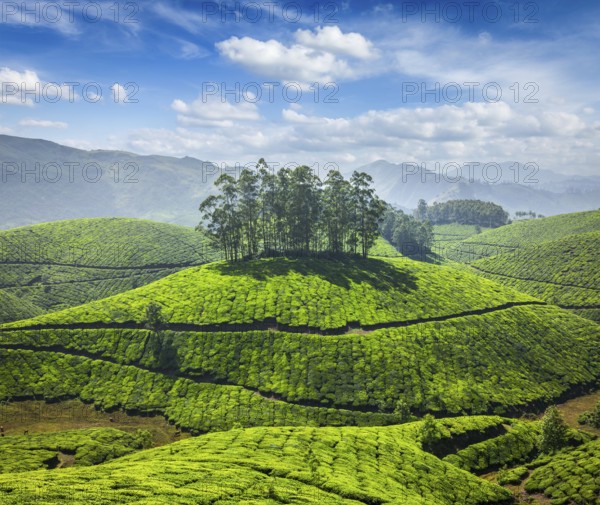 Tea plantations in Munnar. Kerala, South India