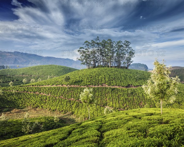 Kerala India travel background, green tea plantations in Munnar, Kerala, India, tourist attraction, Asia