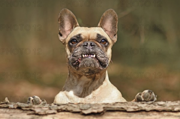 Funny French Bulldog dog with overbite showing teeth looking over fallen tree trunk