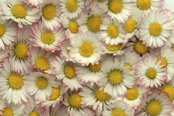 Common daisy (Bellis perennis), medicinal plant, naturopathy classifies the daisy among other things as stimulating the metabolism, expectorant and anti-inflammatory, used e.g. for respiratory and skin diseases as well as injuries. The daisy was named medicinal plant of the year 2017