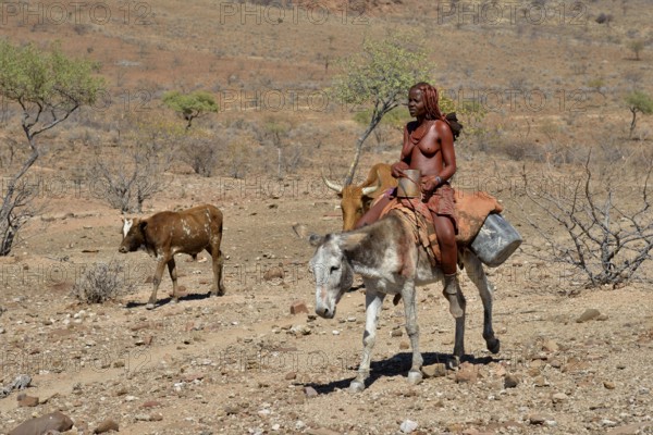 Himba woman on a donkey with a cow, Orupembe, Kaokoland, Kunene, Namibia, Africa