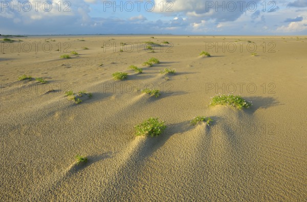 Sea mustard, De Hors beach, near Den Hoorn, Texel island, North Holland, Netherlands