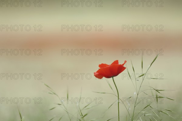 Poppy flowers (Papaver rhoeas) and grasses in Karlstadt drylands, single, one, blossom, nature, emptiness, emotion, relaxation, Karlstadt am Main, Franconia, Bavaria, Germany, Europe