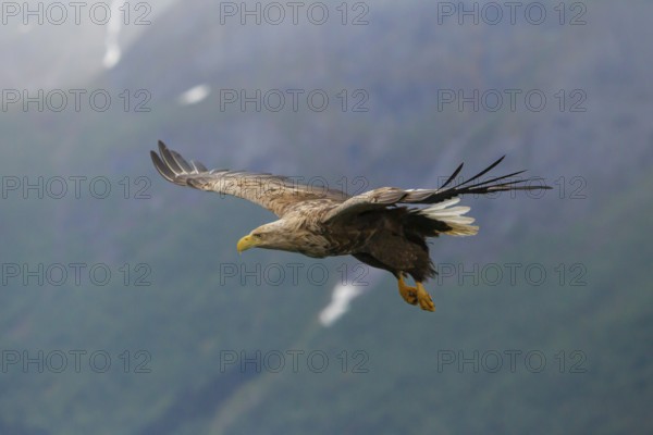 White-tailed eagle (Halliaeetus albicilla) in front of snow-covered mountains and forest, Norway, Europe