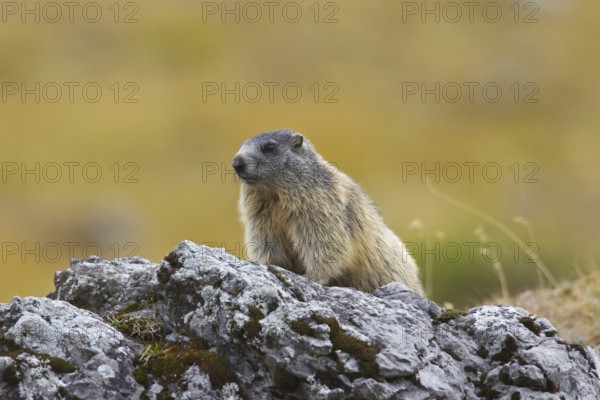Alert Alpine Marmot (Marmota marmota) on the look-out on rock