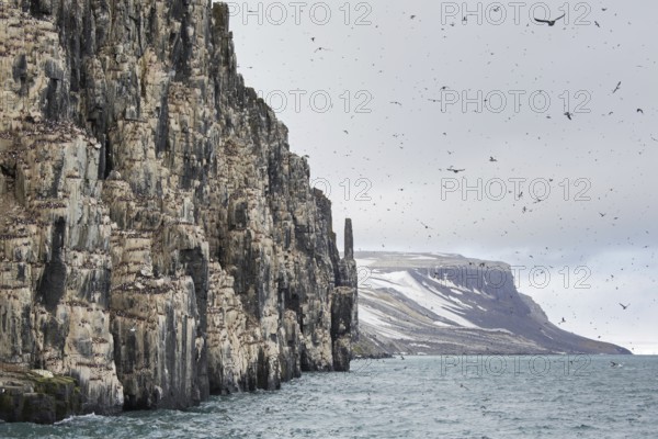 Alkefjellet, sea cliff housing seabird colony of thick-billed murres (Uria lomvia), Brünnich's guillemots at Hinlopenstretet, Svalbard, Norway, Europe