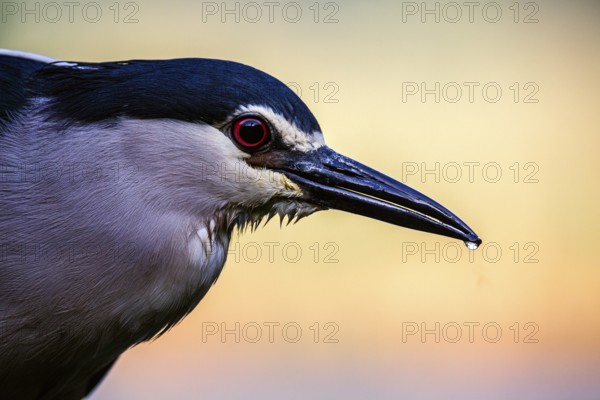 Black crowned night heron (Nycticorax nycticorax) portrait at sunrise, Pusztaszer, Hungary, Europe