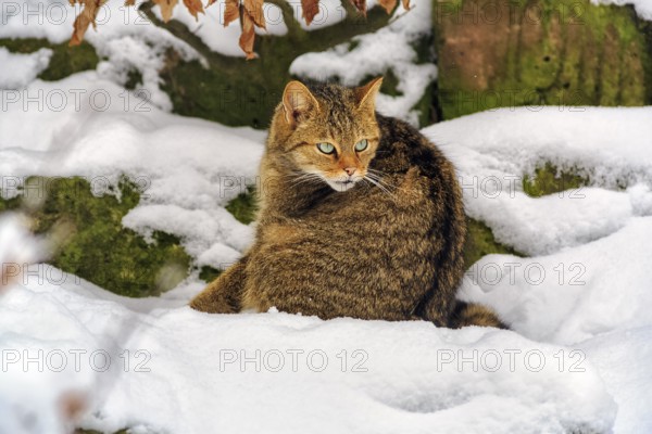 Wildcat (Felis silvestris), sitting in the snow, in the game reserve, attentive view, Neuhaus Wildlife Park in winter, Neuhaus im Solling, Solling-Vogler nature park Park, Lower Saxony, Germany, Europe