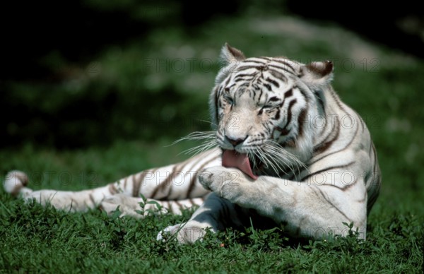 White Bengal Tiger (Panthera tigris tigris)