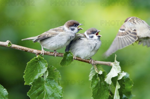 Tree Sparrow (Passer montanus), youngs, Lower Saxony, Germany, Europe