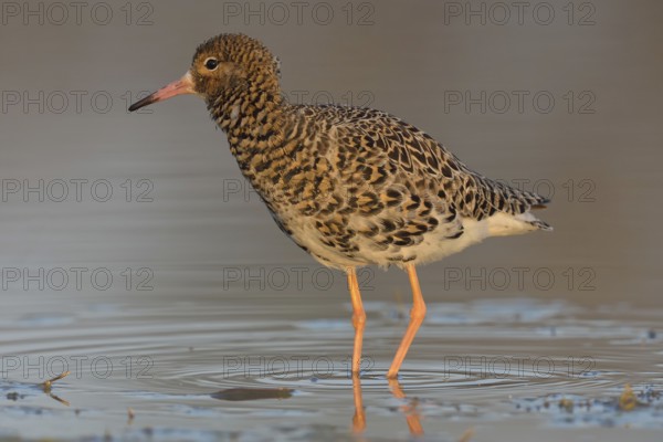 Ruff (Philomachus pugnax) in shallow water, Burgenland, Austria, Europe