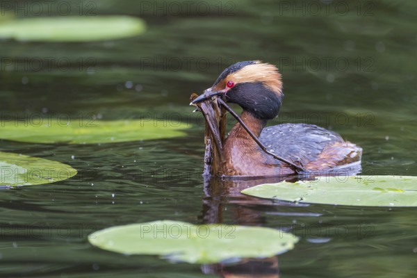 Horned Grebe (Podiceps auritus) swims in water with nesting material in its beak, Västergotland, Sweden, Europe