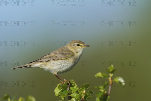 Willow warbler (Phylloscopus trochilus) sits on birch, Sör-Tröndelag, Norway, Europe