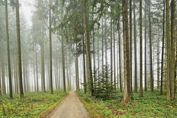 Forest path through misty coniferous forest, Horben, Canton Aargau, Switzerland, Europe