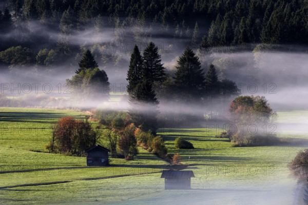 Morning atmosphere, fog near Oberstdorf, Oberallgäu, Bavaria, Germany, Europe