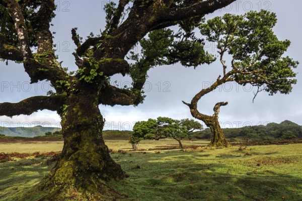 Laurel trees overgrown with moss and plants, old laurel forest (Laurisilva), stinkwood (Ocotea foetens), UNESCO World Heritage Site, Fanal, Madeira, Portugal, Europe