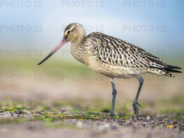 Black-tailed Godwit (Limosa limosa), birds feeding on the beach at low tide