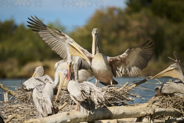 Great white pelican (Pelecanus onocrotalus) landing, France, Europe