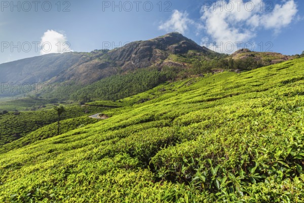 Evergreen Tea plantations of indian tea, Munnar, Kerala, South India